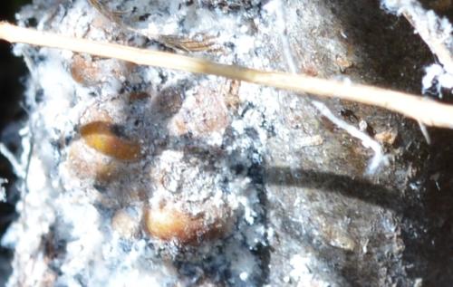 Eriosoma lanigerum